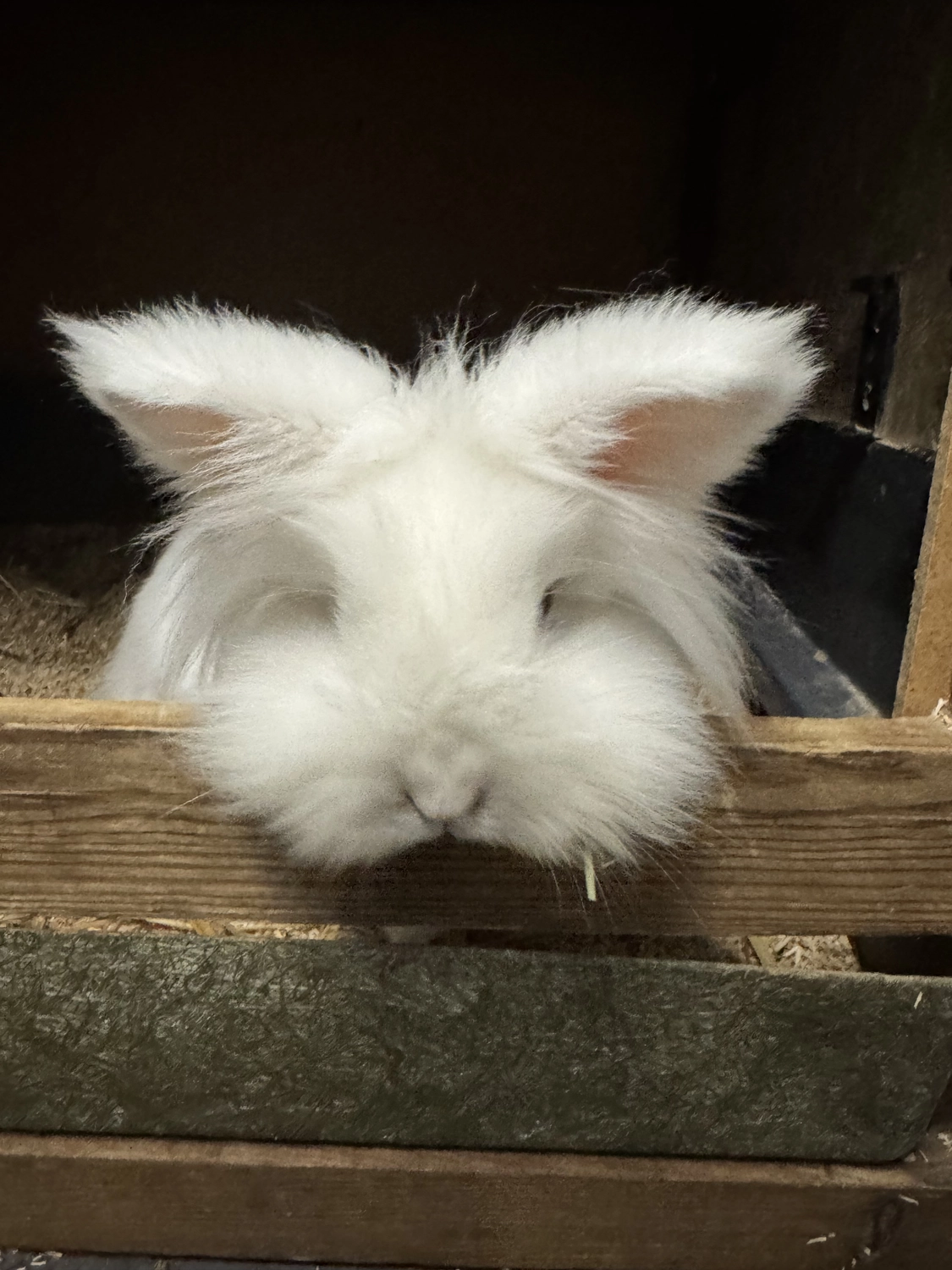  Vögel von Tierschutzverein Pforzheim und Umgebung e.V