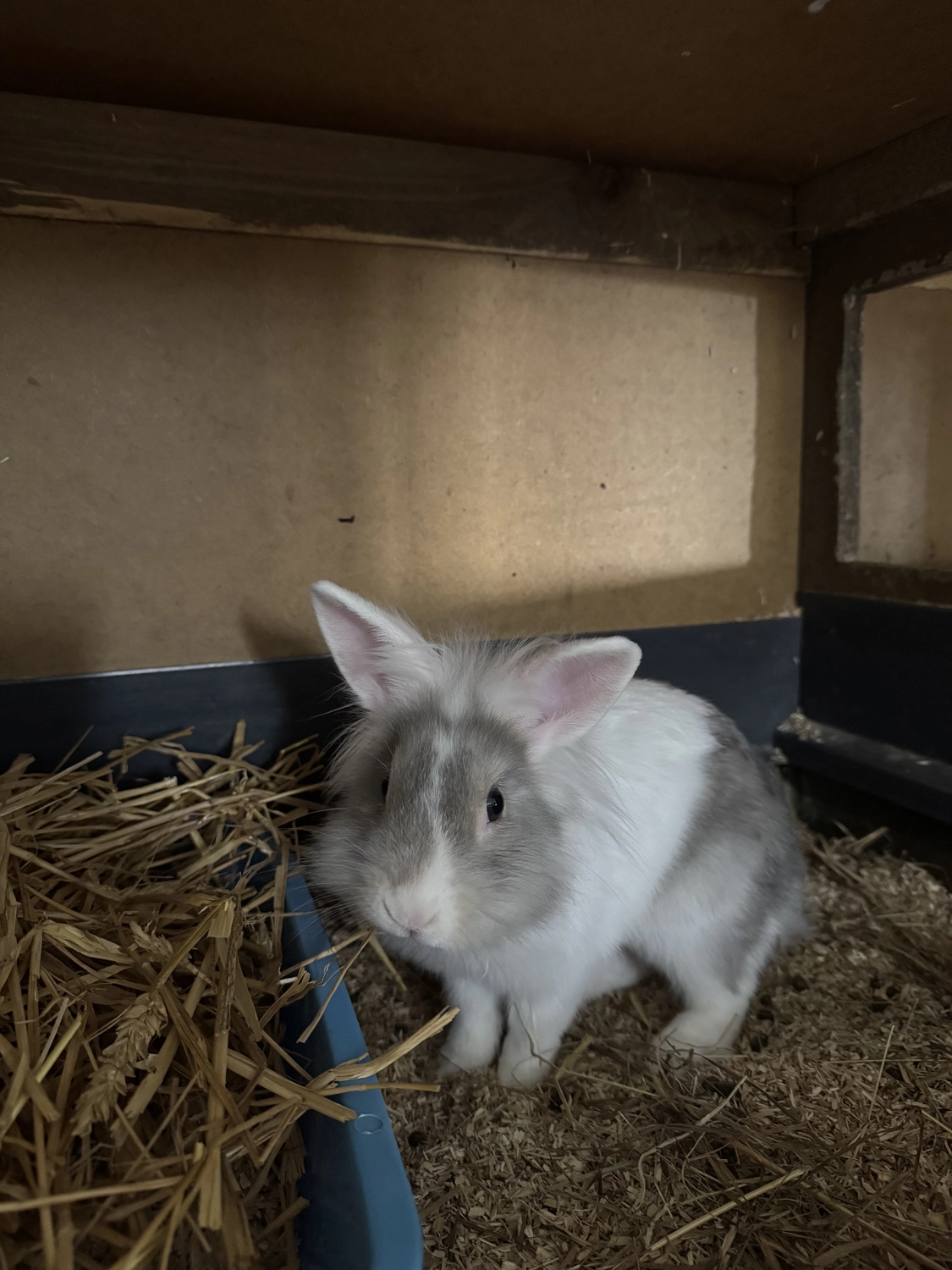 Vögel von Tierschutzverein Pforzheim und Umgebung e.V