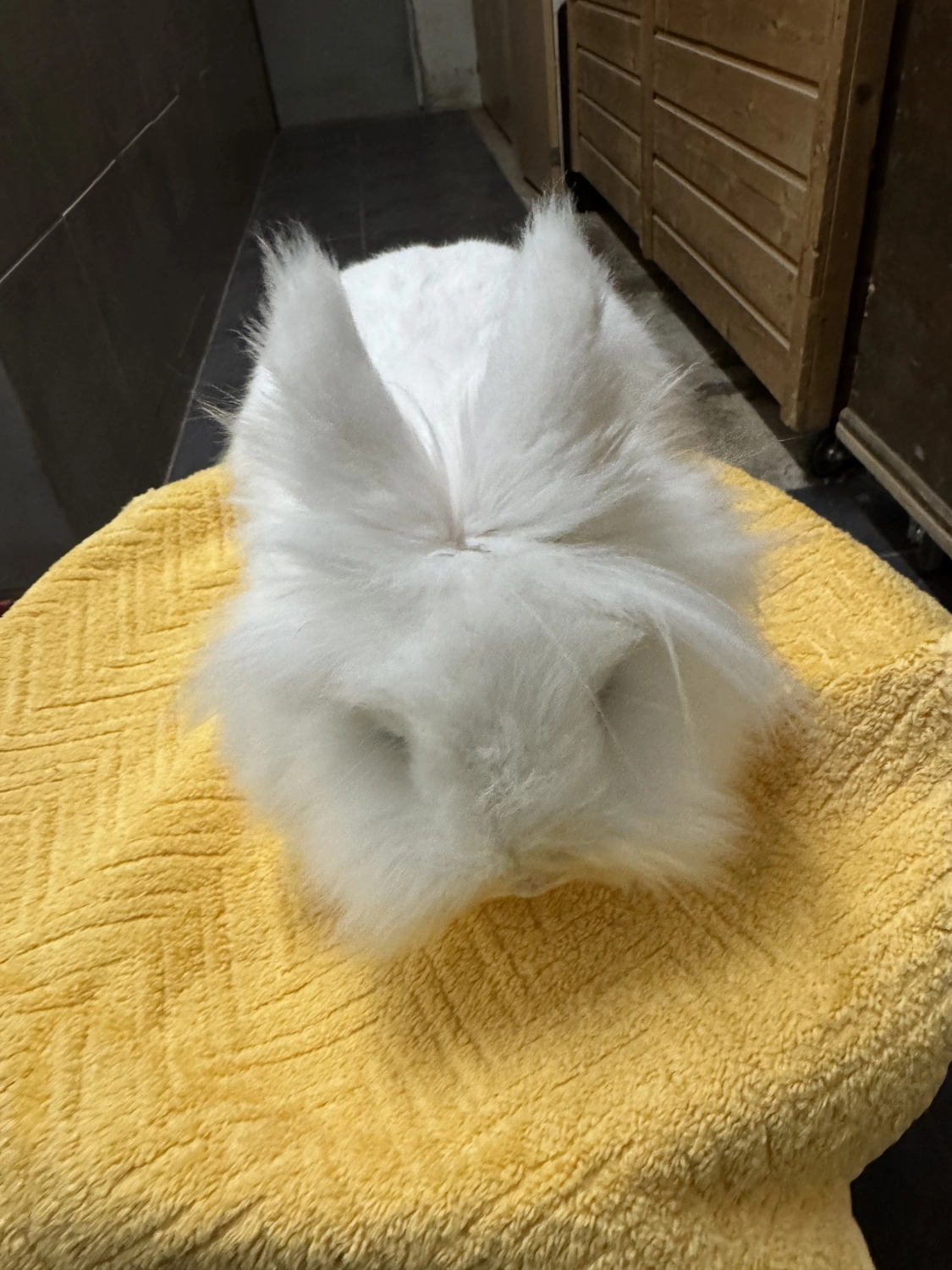  Vögel von Tierschutzverein Pforzheim und Umgebung e.V