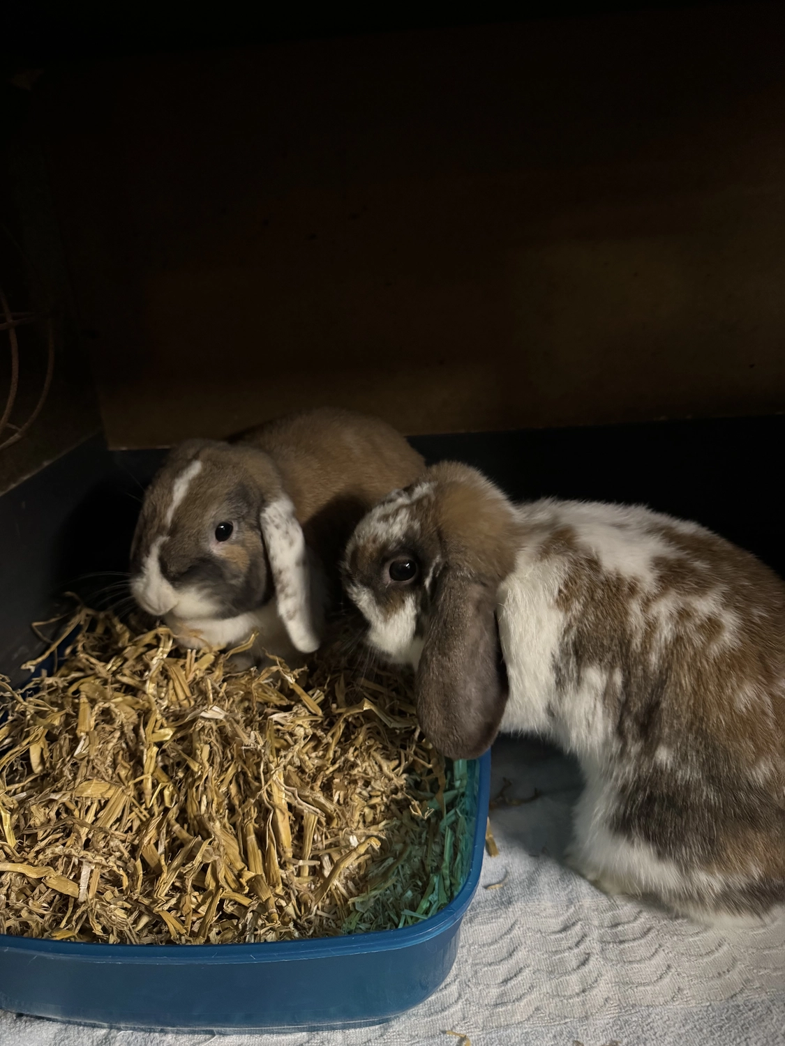 Vögel von Tierschutzverein Pforzheim und Umgebung e.V