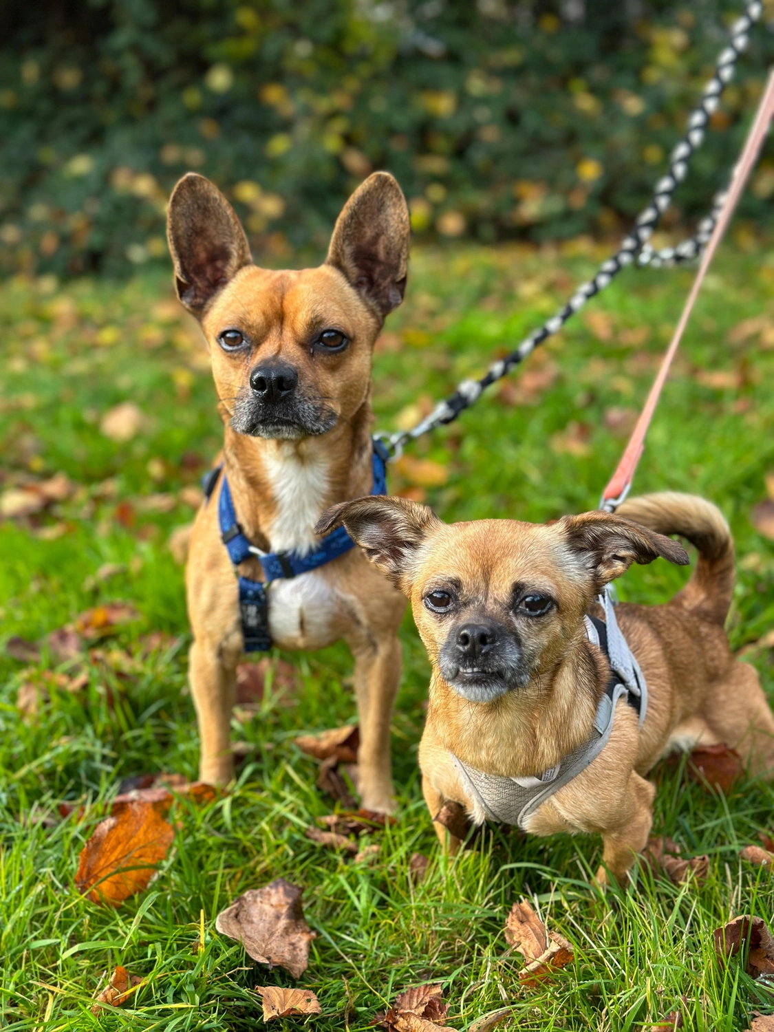 Hund von Tierschutzverein Pforzheim und Umgebung e.V