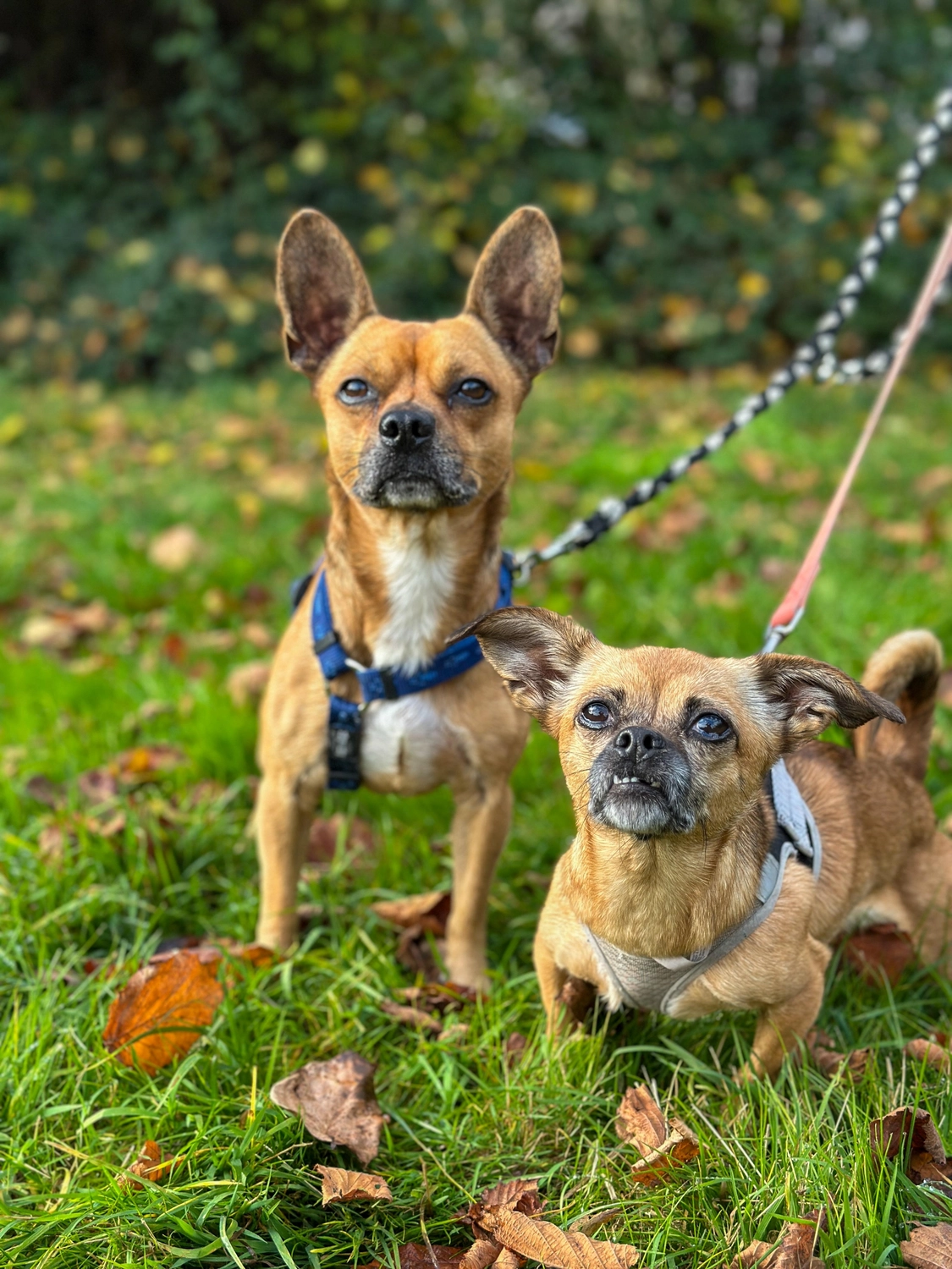 Hund von Tierschutzverein Pforzheim und Umgebung e.V