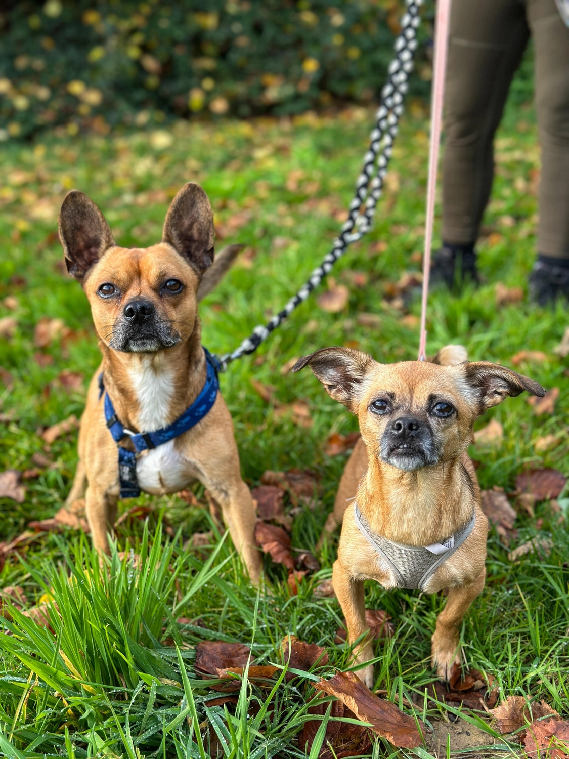 Hund von Tierschutzverein Pforzheim und Umgebung e.V