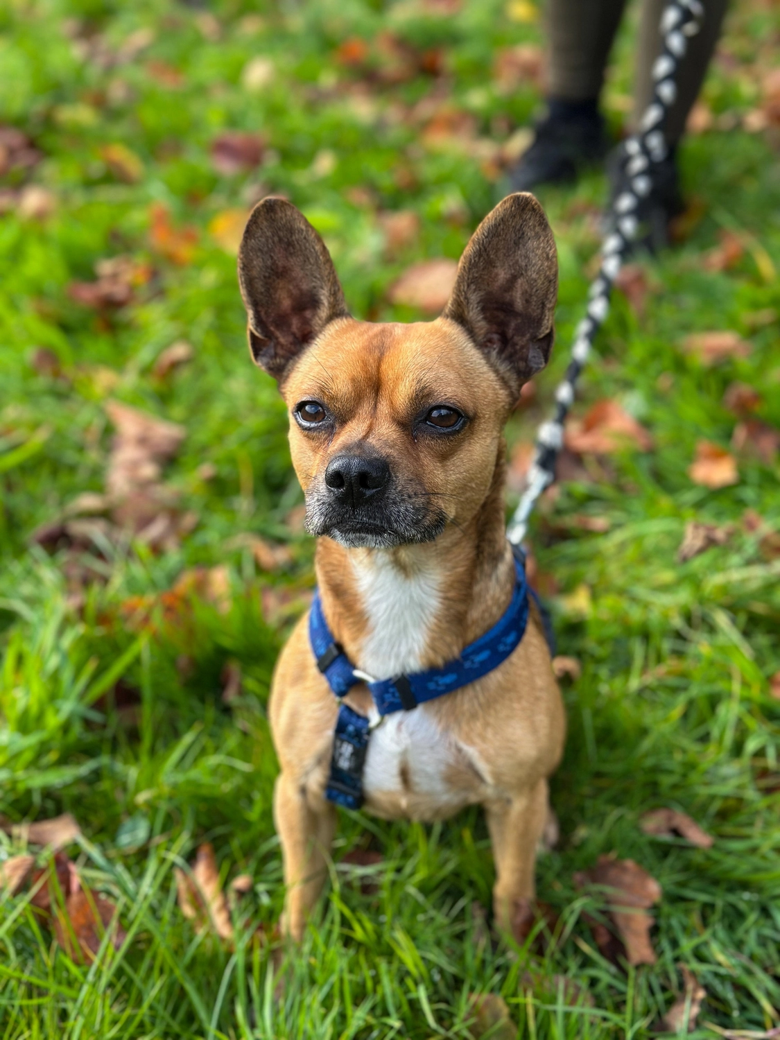 Hund von Tierschutzverein Pforzheim und Umgebung e.V