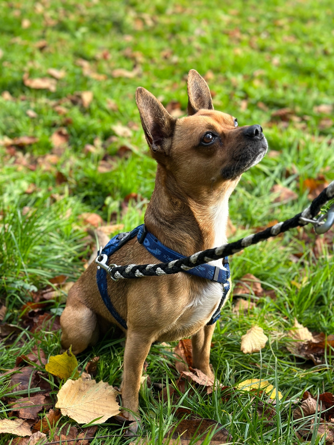 Hund von Tierschutzverein Pforzheim und Umgebung e.V