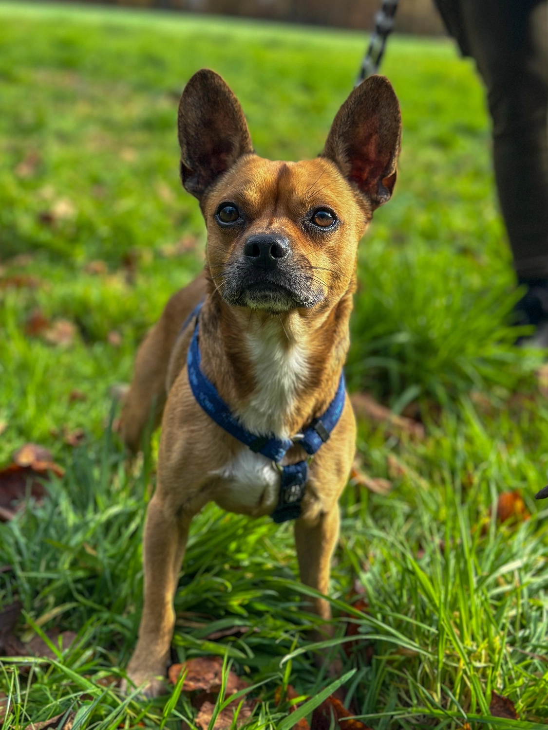 Hund von Tierschutzverein Pforzheim und Umgebung e.V