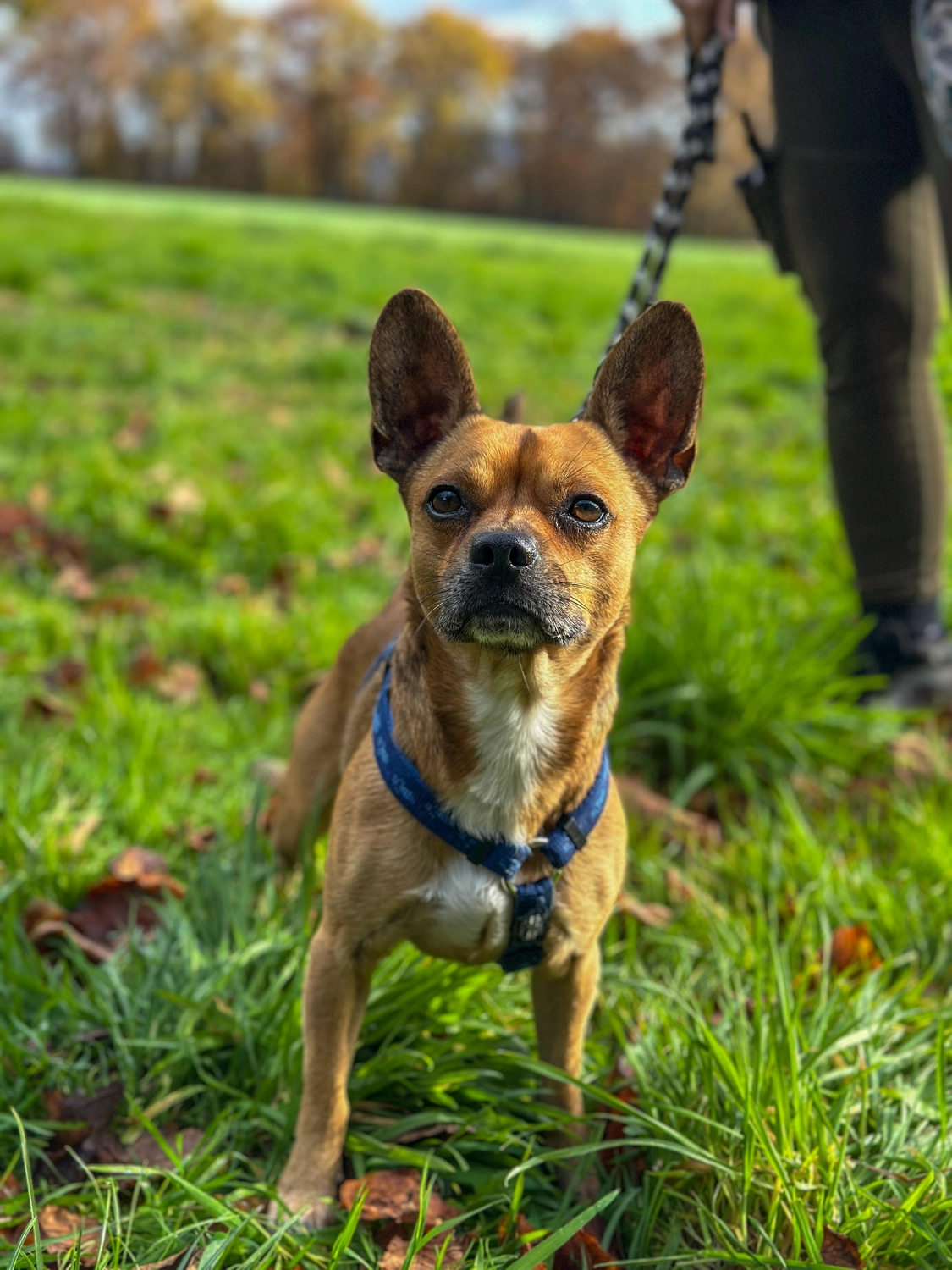 Hund von Tierschutzverein Pforzheim und Umgebung e.V