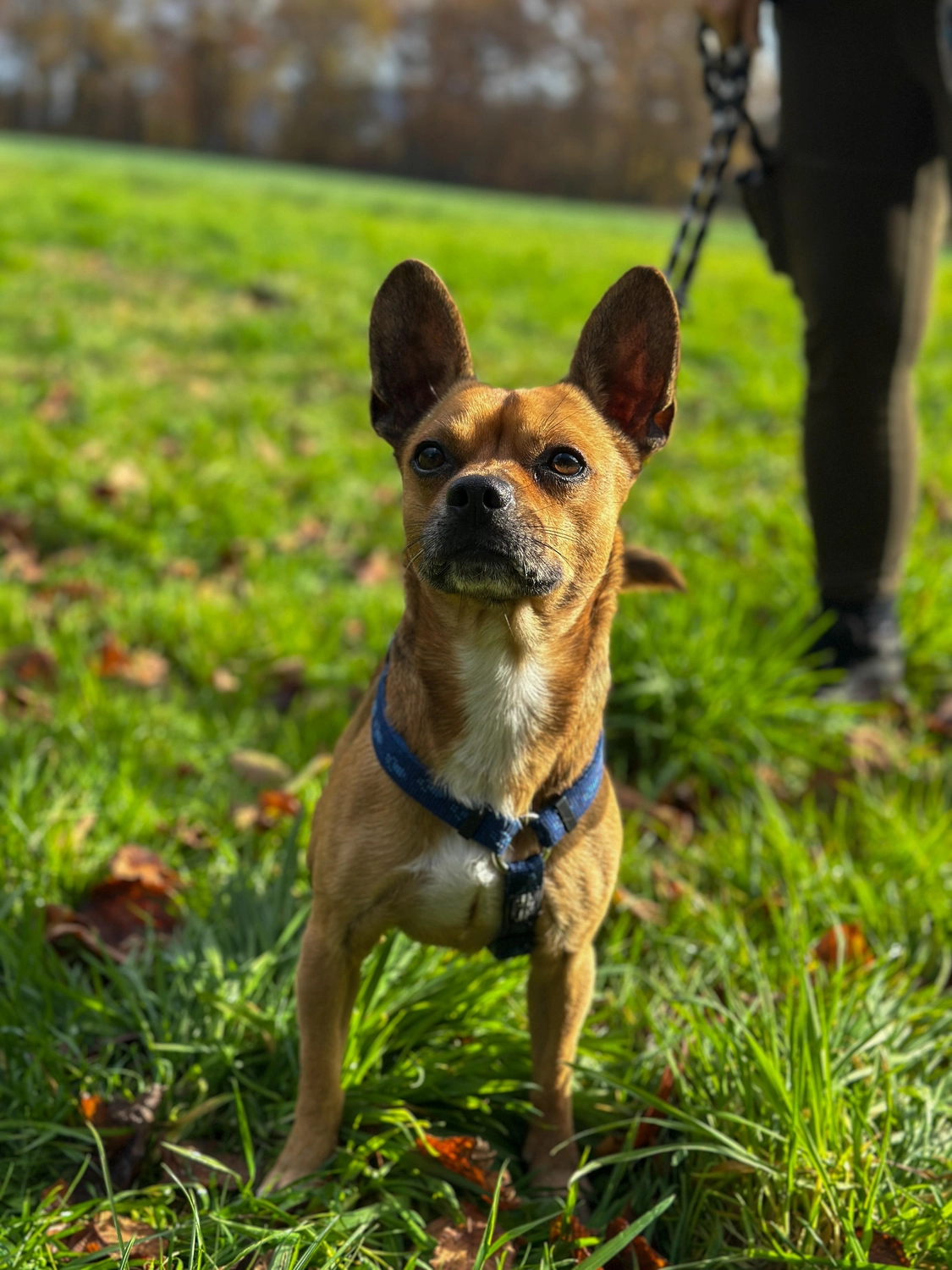Hund von Tierschutzverein Pforzheim und Umgebung e.V