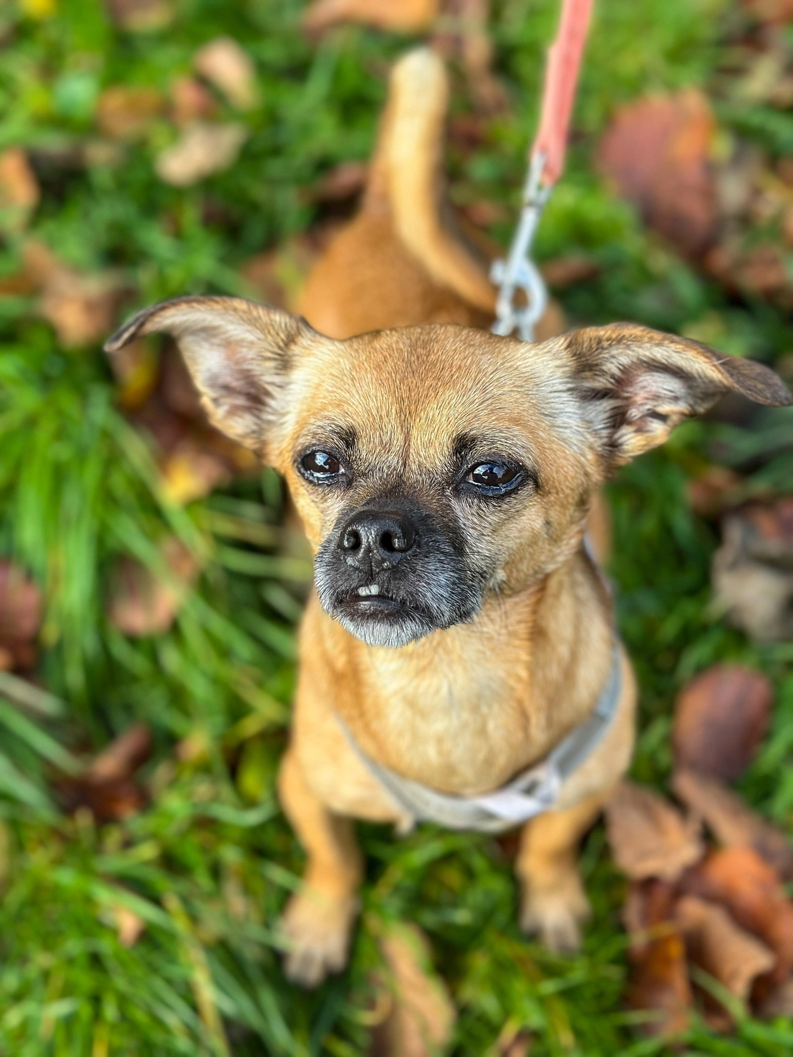 Hündinnen von Tierschutzverein Pforzheim und Umgebung e.V