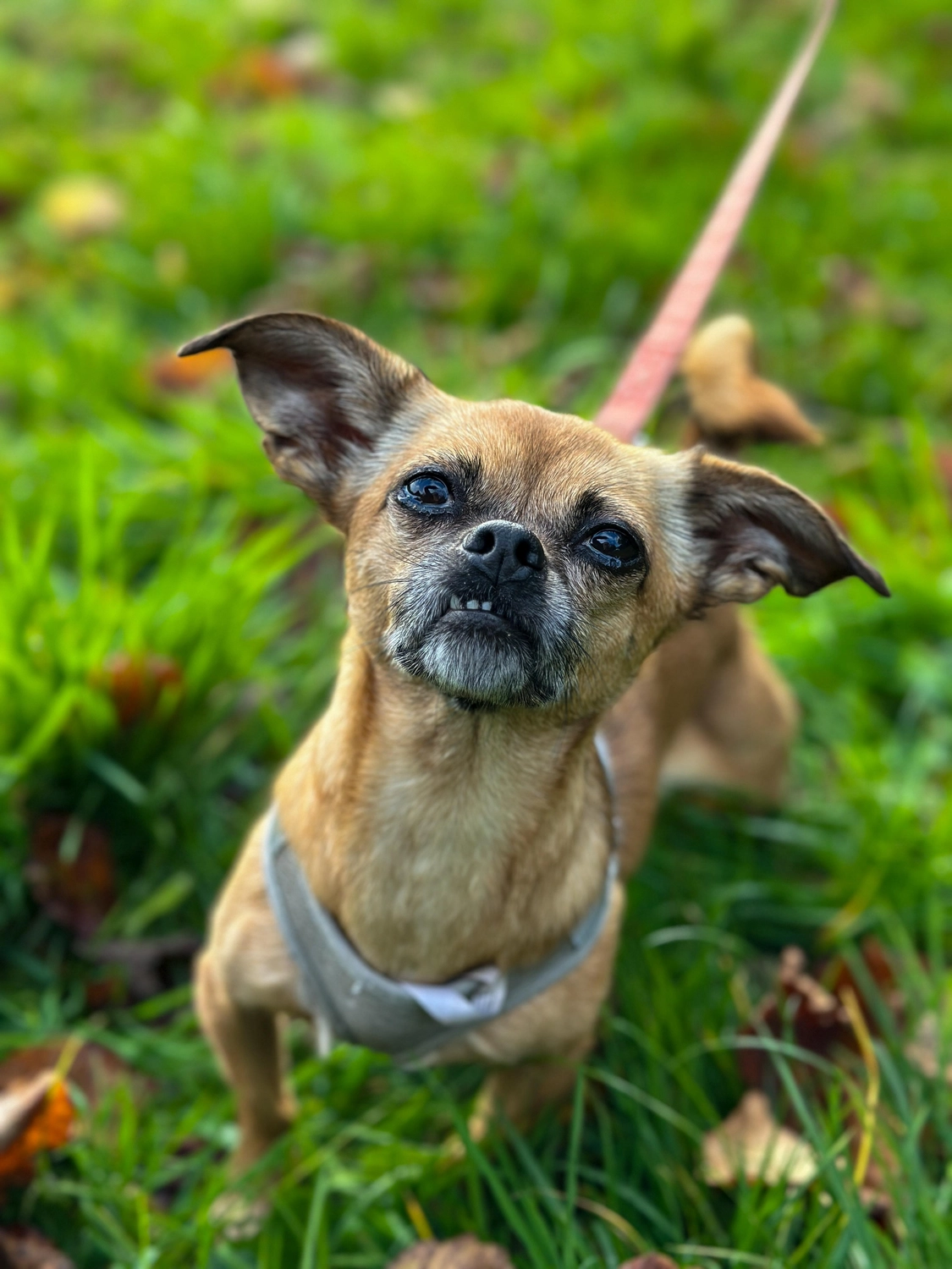 Hündinnen von Tierschutzverein Pforzheim und Umgebung e.V