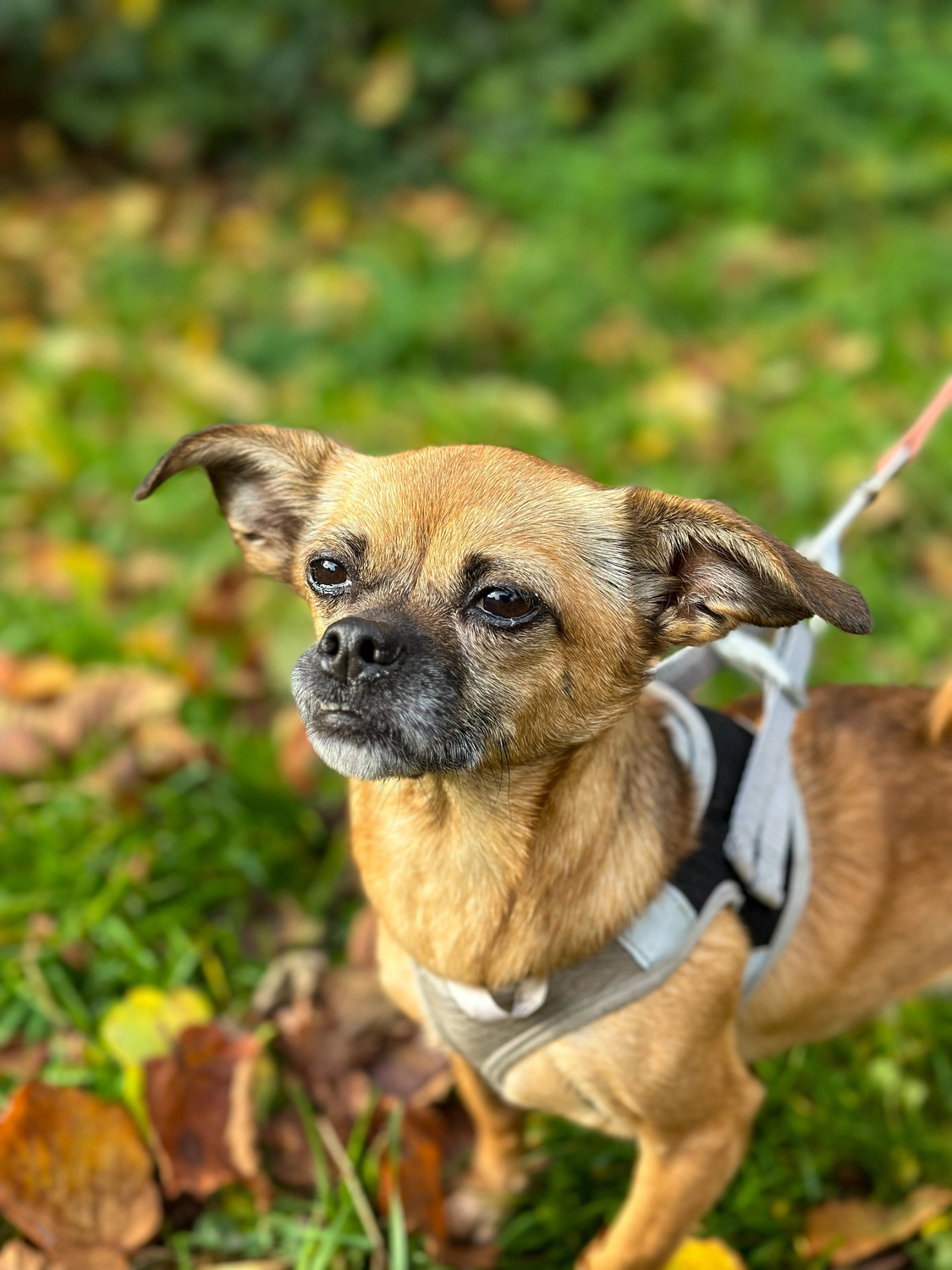 Hündinnen von Tierschutzverein Pforzheim und Umgebung e.V