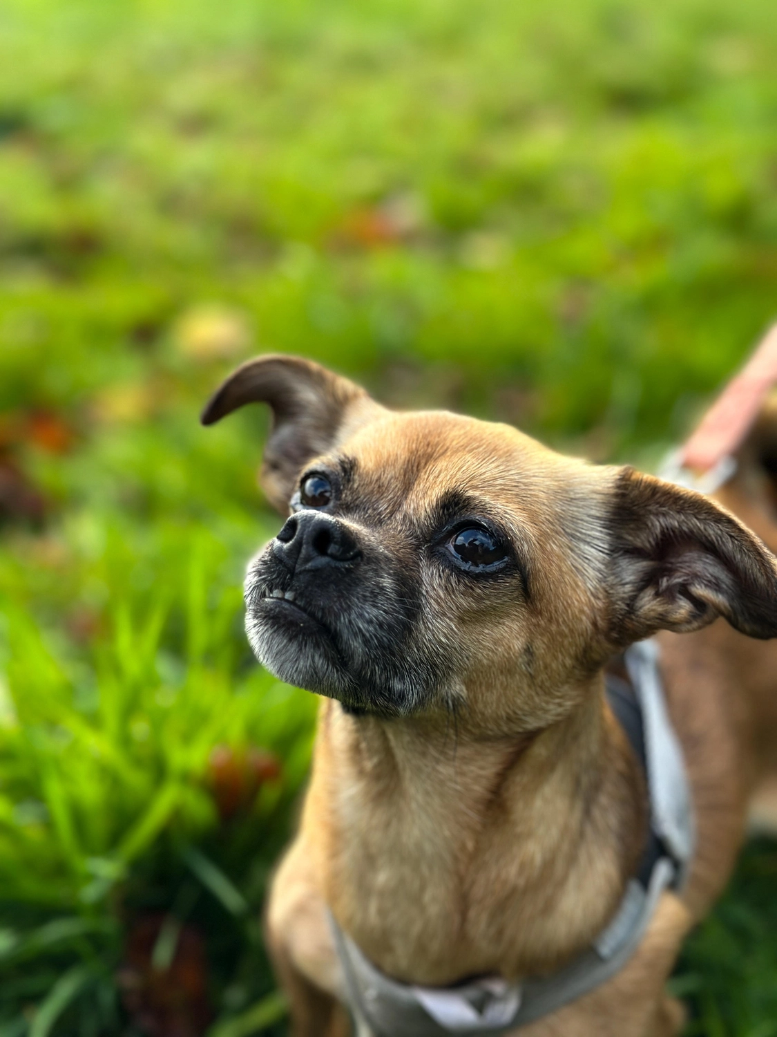 Hündinnen von Tierschutzverein Pforzheim und Umgebung e.V
