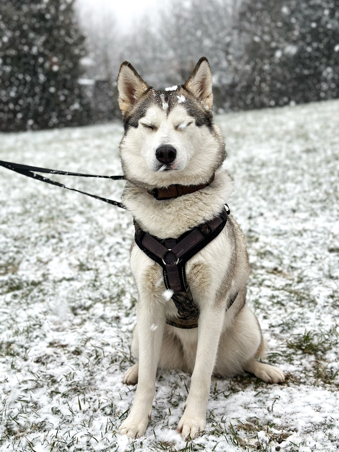 Hündinnen von Tierschutzverein Pforzheim und Umgebung e.V