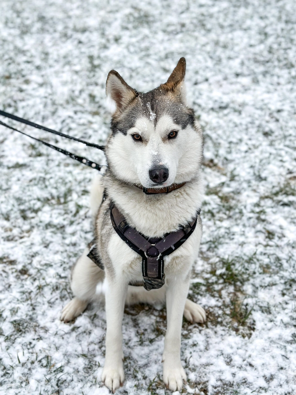 Hündinnen von Tierschutzverein Pforzheim und Umgebung e.V