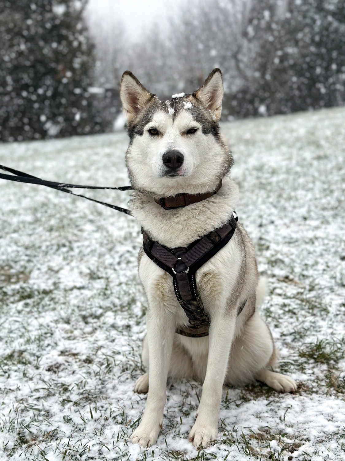 Hündinnen von Tierschutzverein Pforzheim und Umgebung e.V