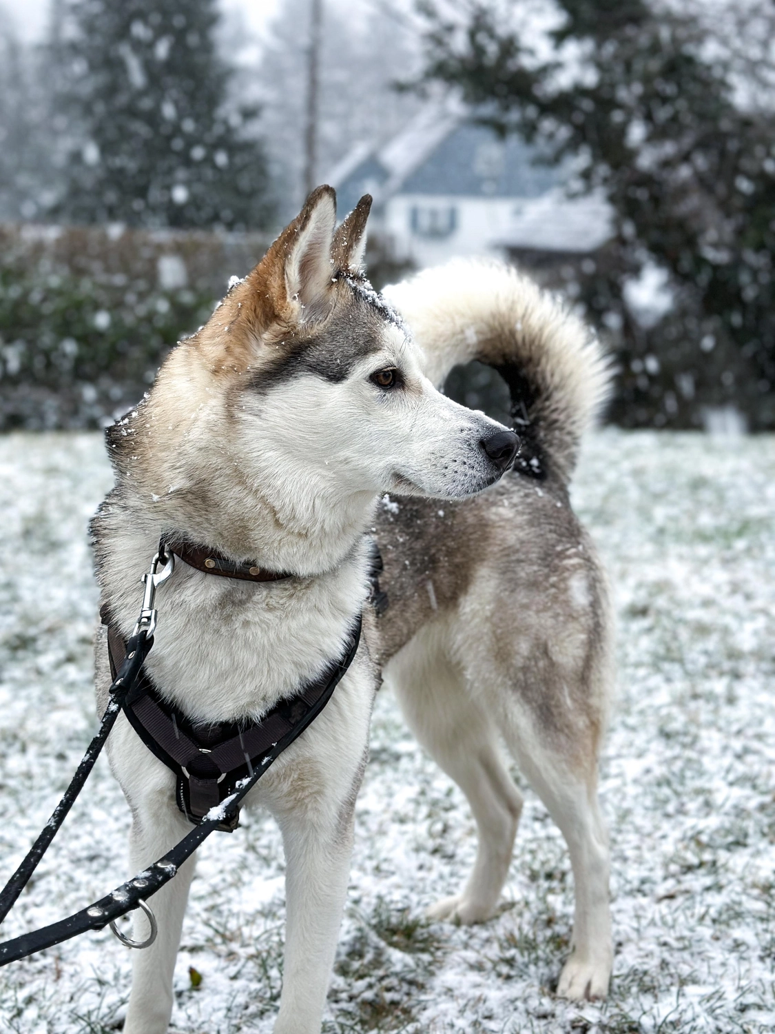 Hündinnen von Tierschutzverein Pforzheim und Umgebung e.V