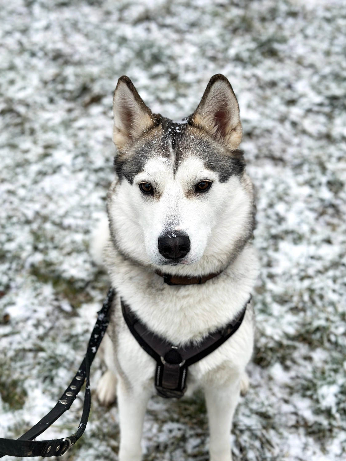 Hündinnen von Tierschutzverein Pforzheim und Umgebung e.V
