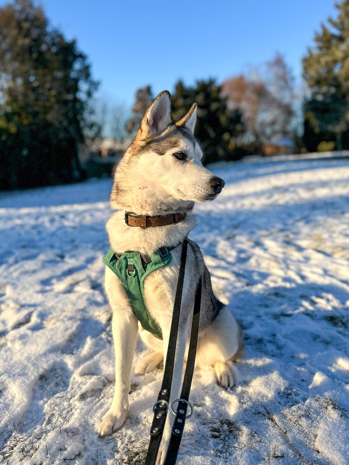 Hündinnen von Tierschutzverein Pforzheim und Umgebung e.V