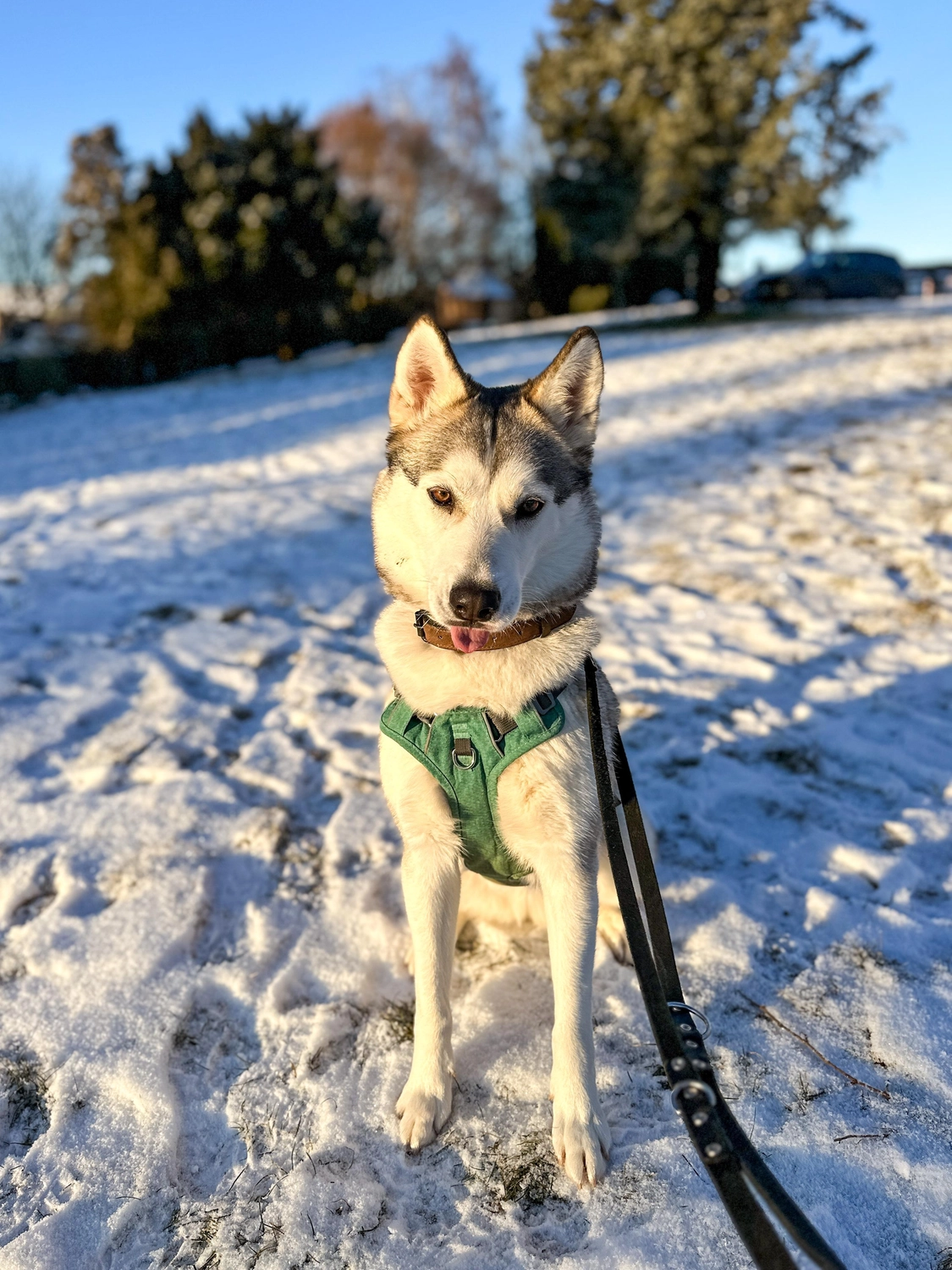 Hündinnen von Tierschutzverein Pforzheim und Umgebung e.V
