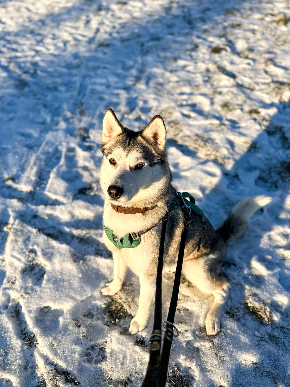 Hündinnen von Tierschutzverein Pforzheim und Umgebung e.V