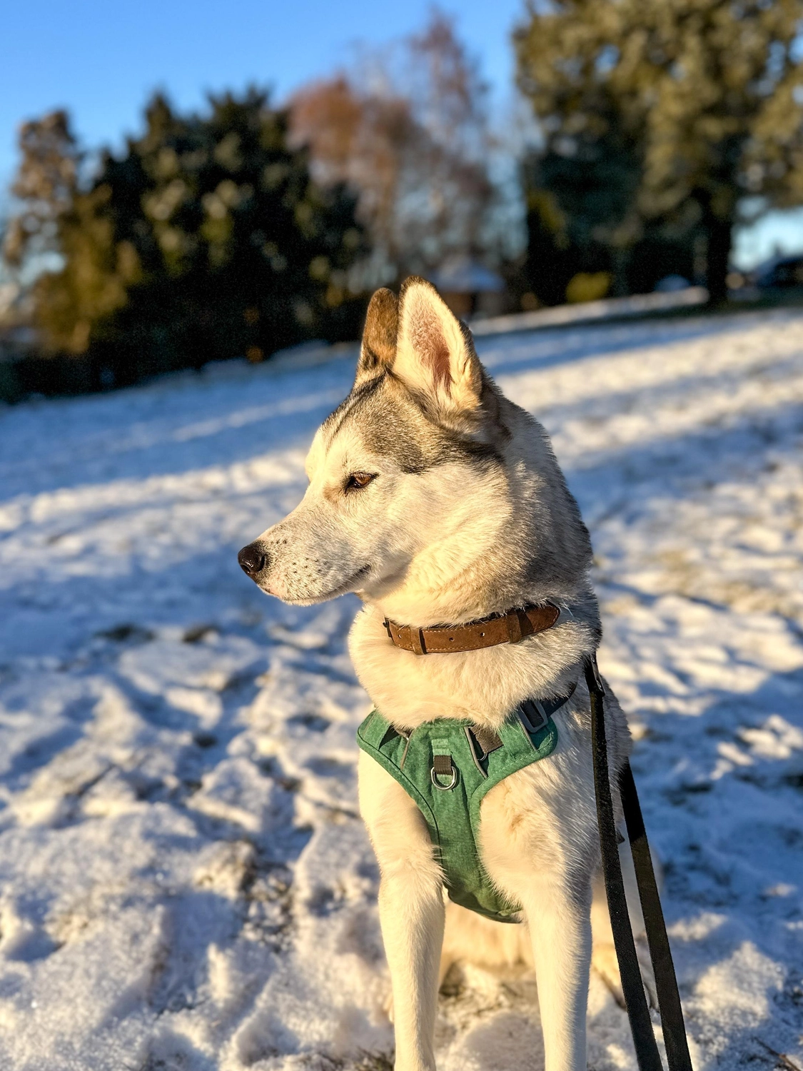 Hündinnen von Tierschutzverein Pforzheim und Umgebung e.V