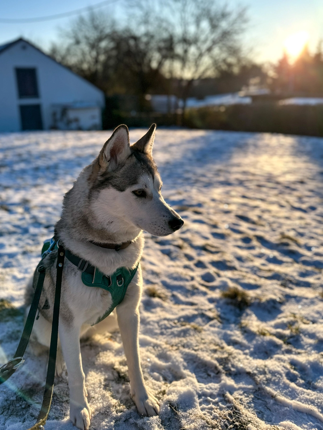 Hündinnen von Tierschutzverein Pforzheim und Umgebung e.V