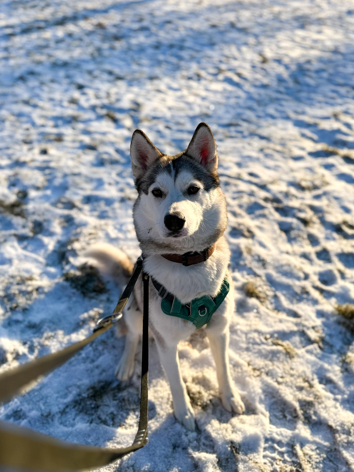 Hündinnen von Tierschutzverein Pforzheim und Umgebung e.V