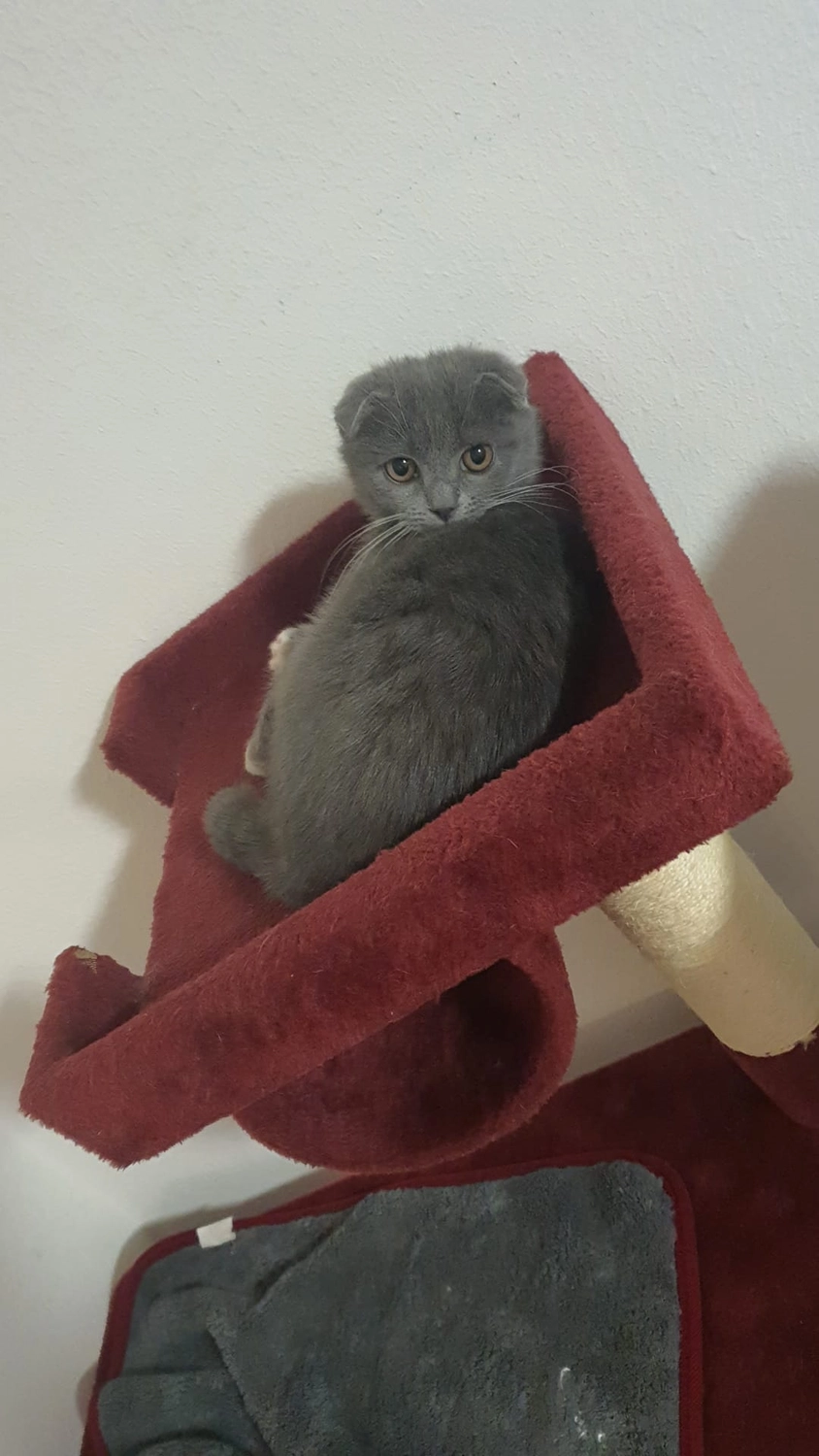 Hund von Tierschutzverein Pforzheim und Umgebung e.V