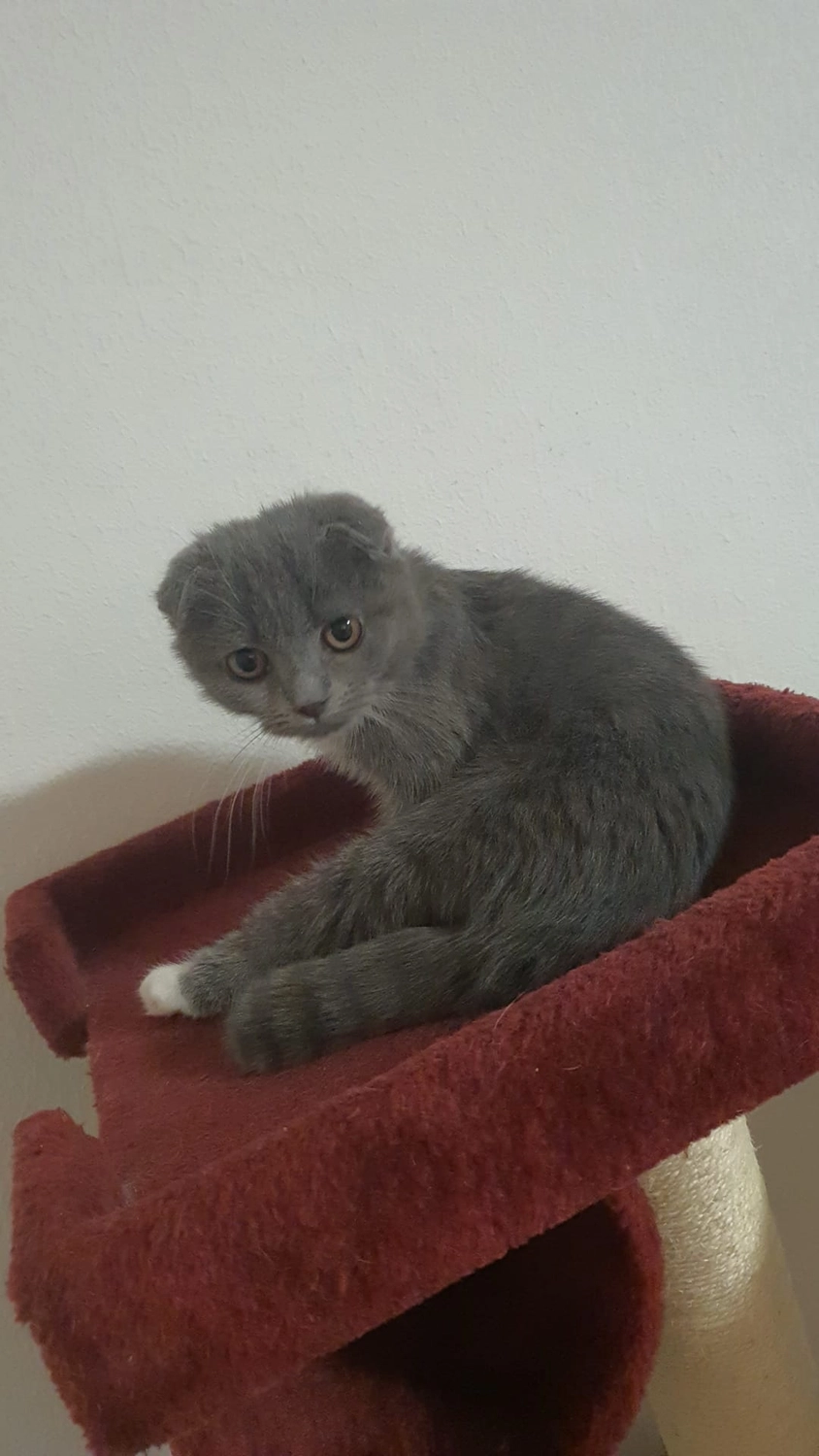 Hund von Tierschutzverein Pforzheim und Umgebung e.V