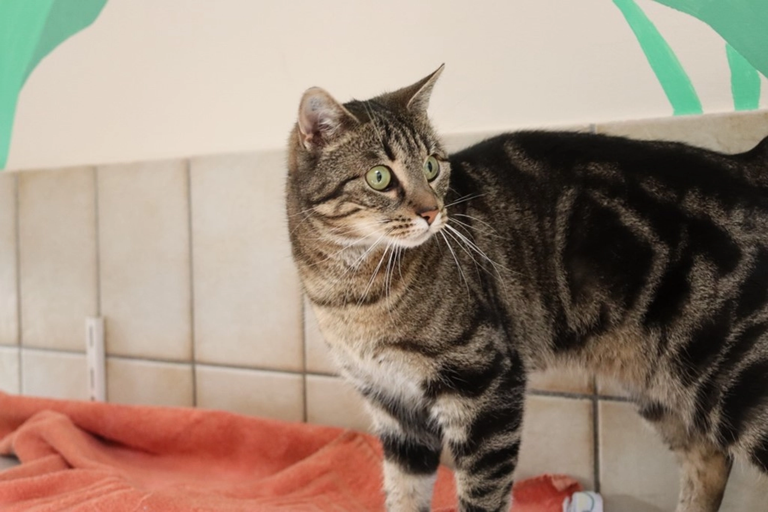 Katze von Tierschutzverein Pforzheim und Umgebung e.V