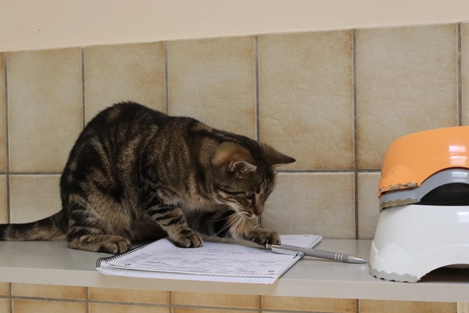 Hündinnen von Tierschutzverein Pforzheim und Umgebung e.V