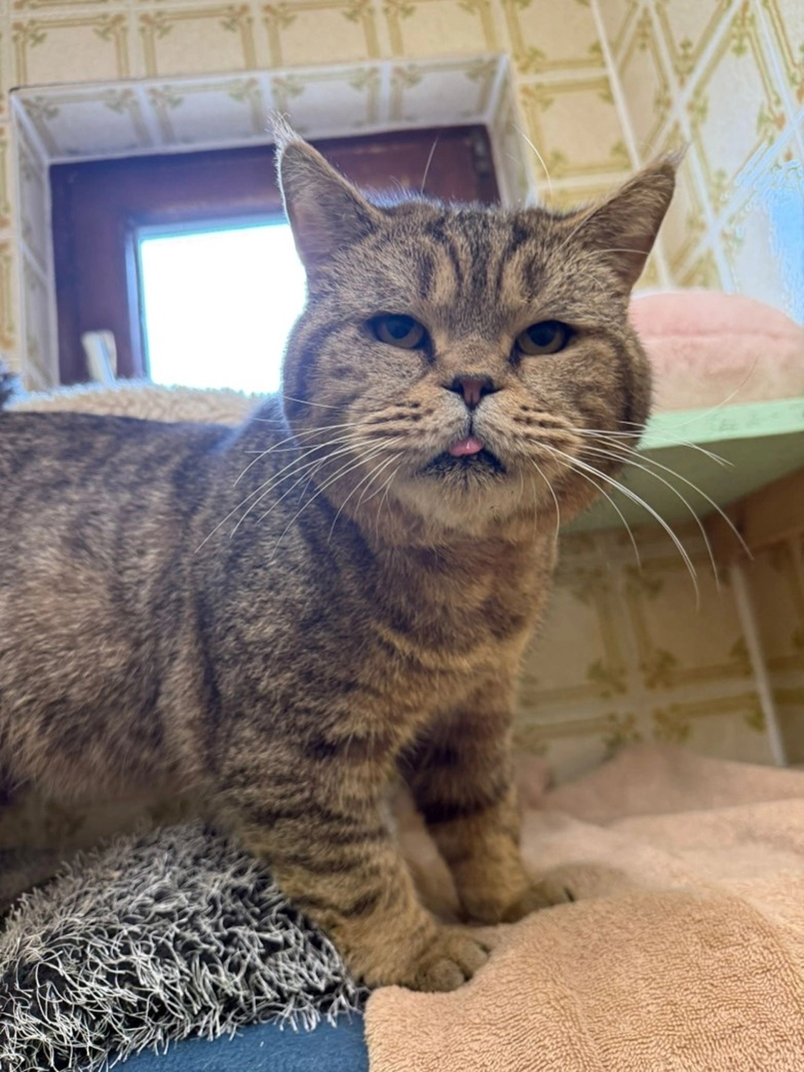 Hündinnen von Tierschutzverein Pforzheim und Umgebung e.V