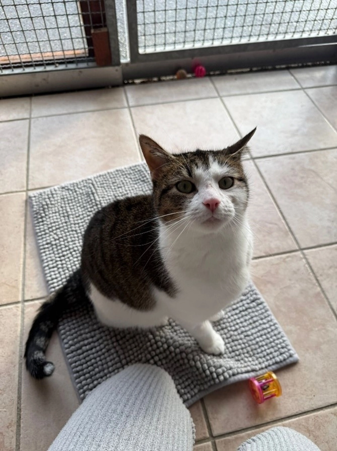 Hündinnen von Tierschutzverein Pforzheim und Umgebung e.V