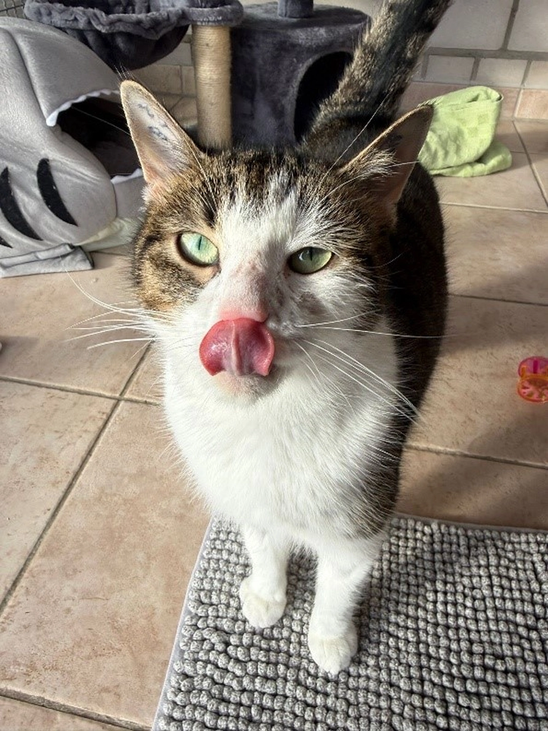 Hündinnen von Tierschutzverein Pforzheim und Umgebung e.V