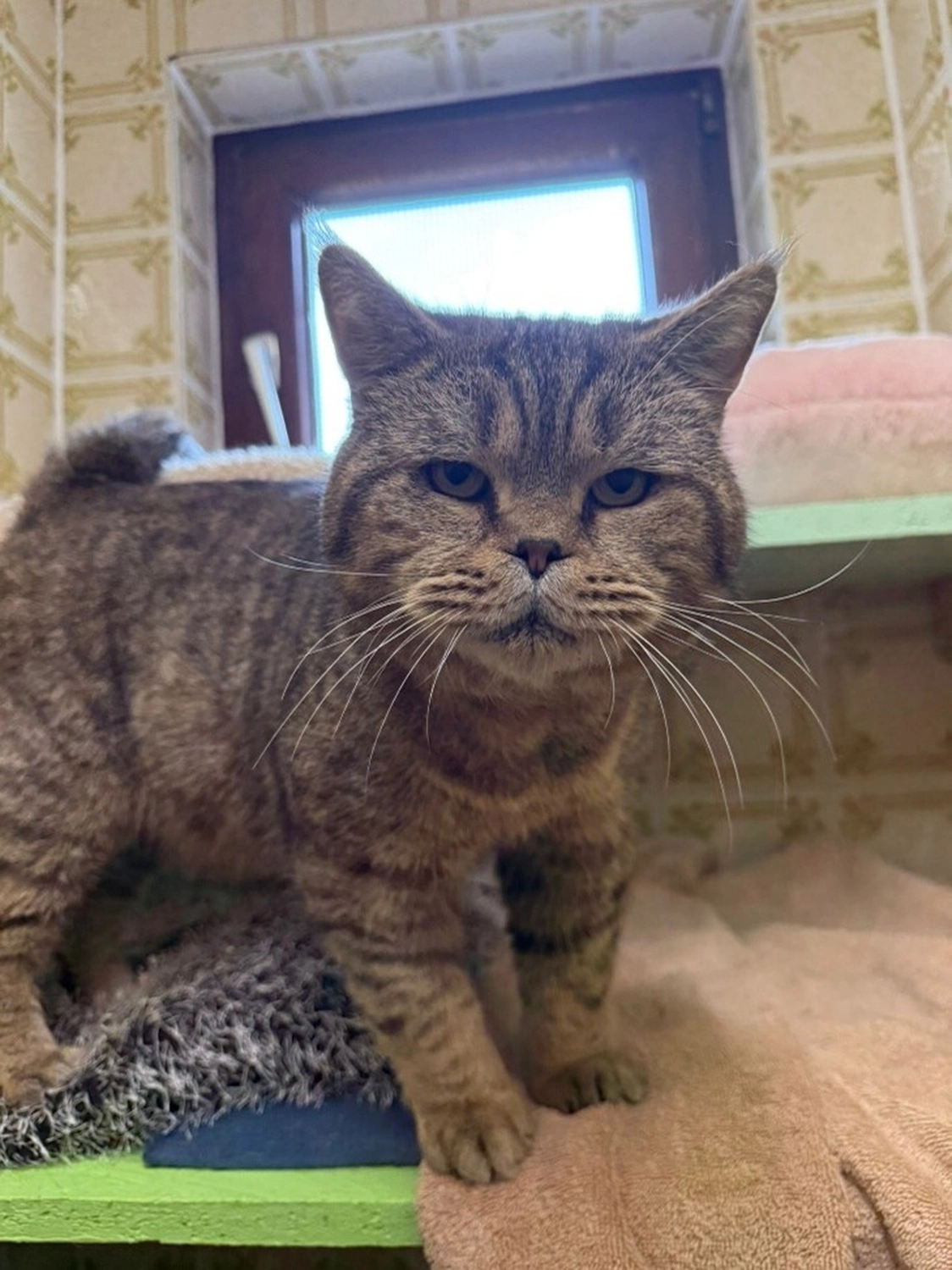 Hündinnen von Tierschutzverein Pforzheim und Umgebung e.V