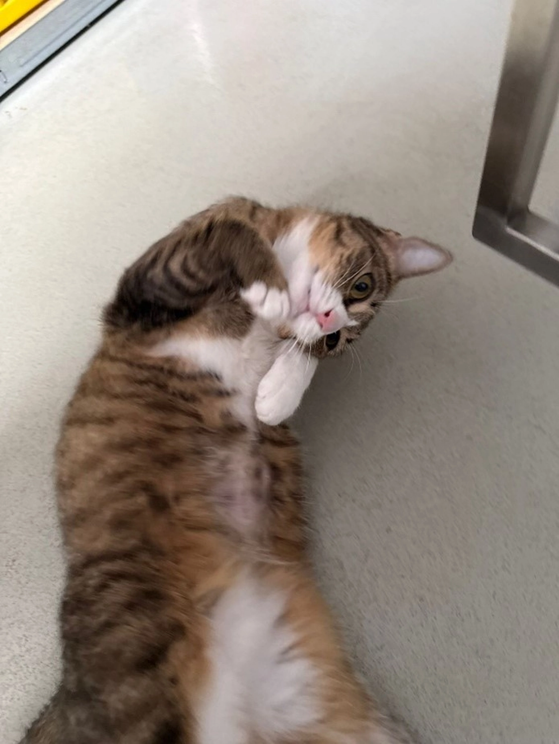 Hündinnen von Tierschutzverein Pforzheim und Umgebung e.V