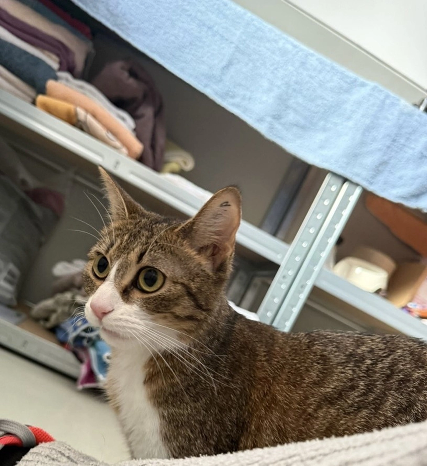 Hündinnen von Tierschutzverein Pforzheim und Umgebung e.V