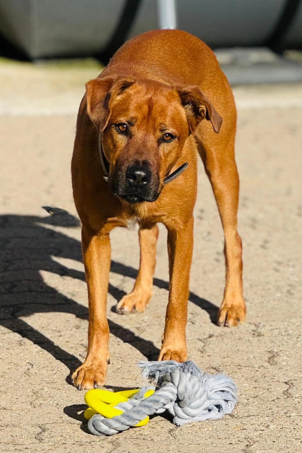 Hund von Tierschutzverein Pforzheim und Umgebung e.V