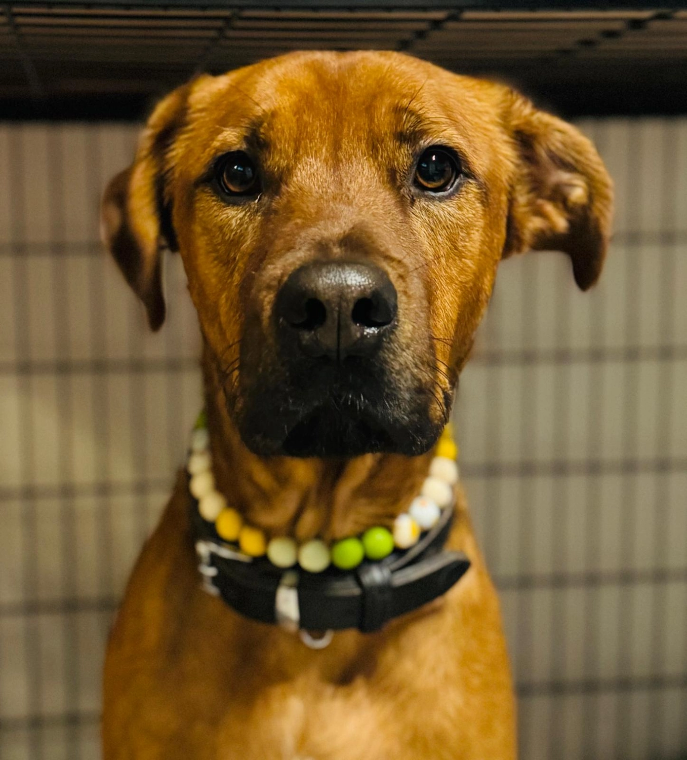 Hund von Tierschutzverein Pforzheim und Umgebung e.V