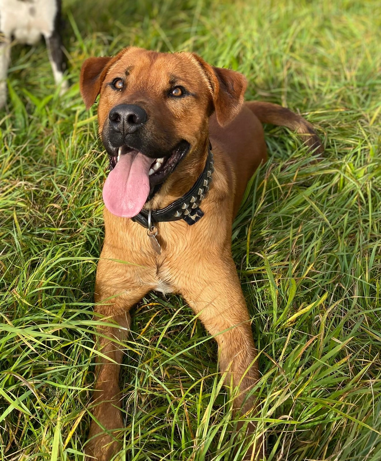 Hund von Tierschutzverein Pforzheim und Umgebung e.V