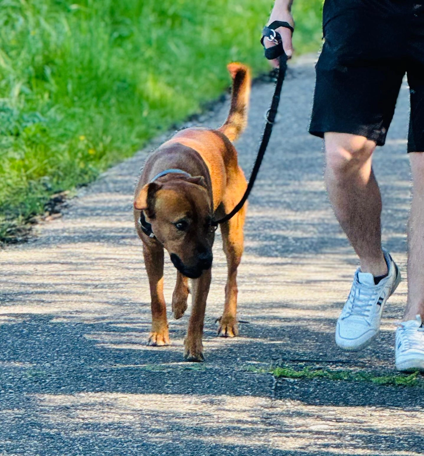 Hund von Tierschutzverein Pforzheim und Umgebung e.V