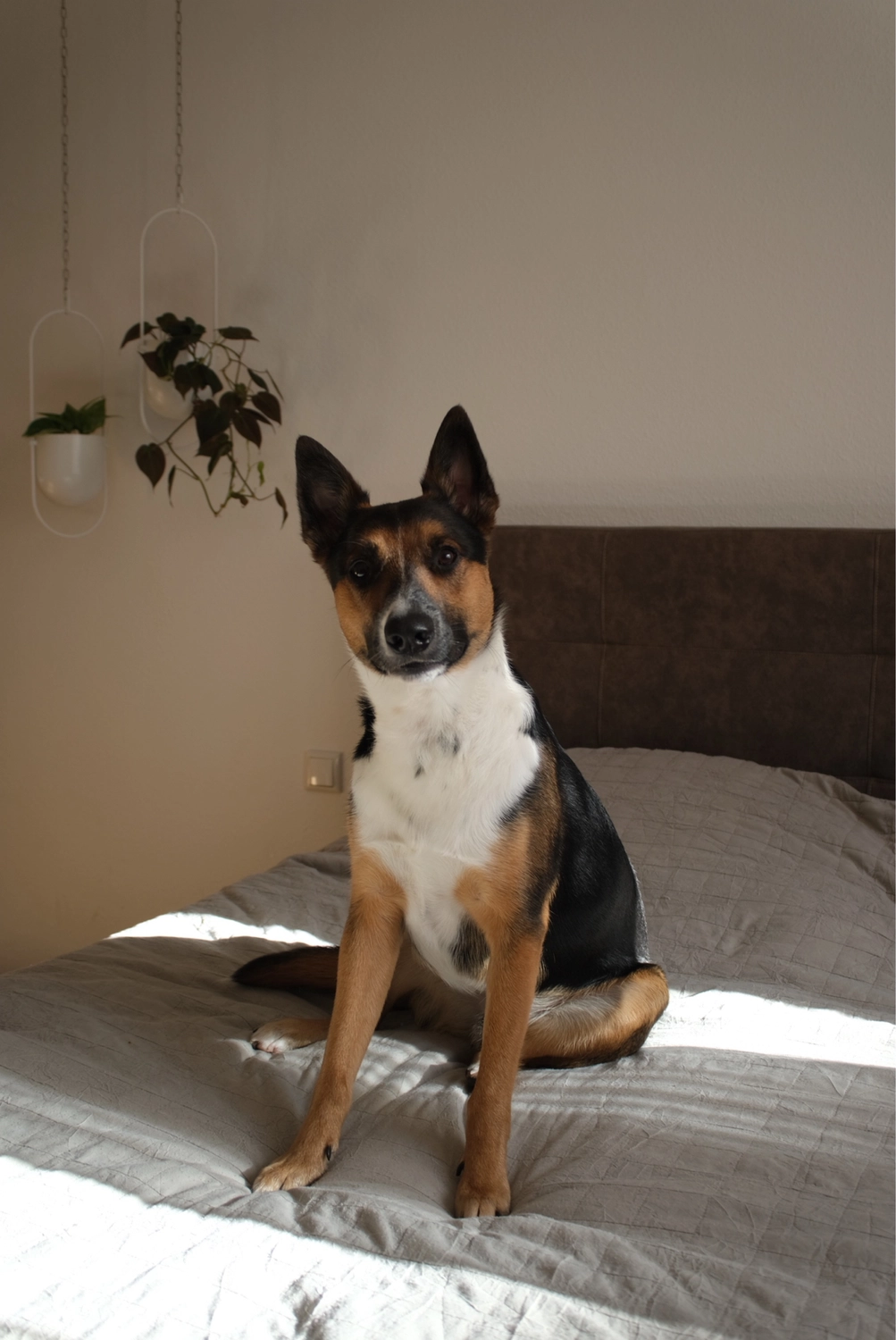 Hund von Tierschutzverein Pforzheim und Umgebung e.V