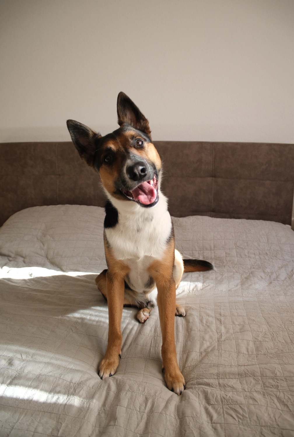 Hund von Tierschutzverein Pforzheim und Umgebung e.V