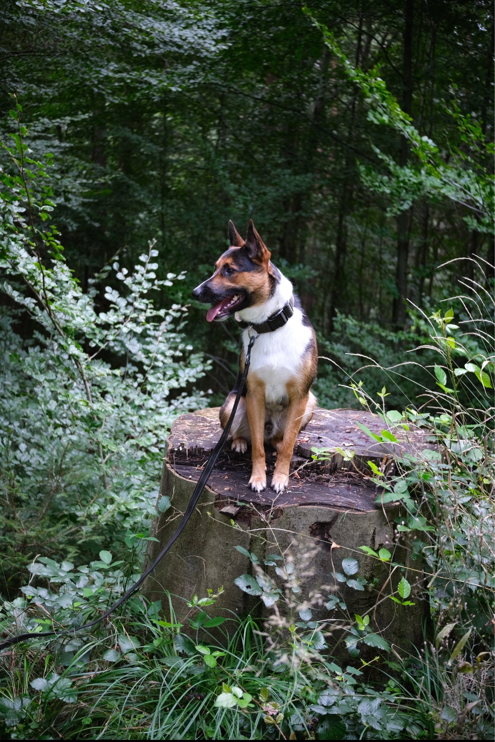 Hund von Tierschutzverein Pforzheim und Umgebung e.V