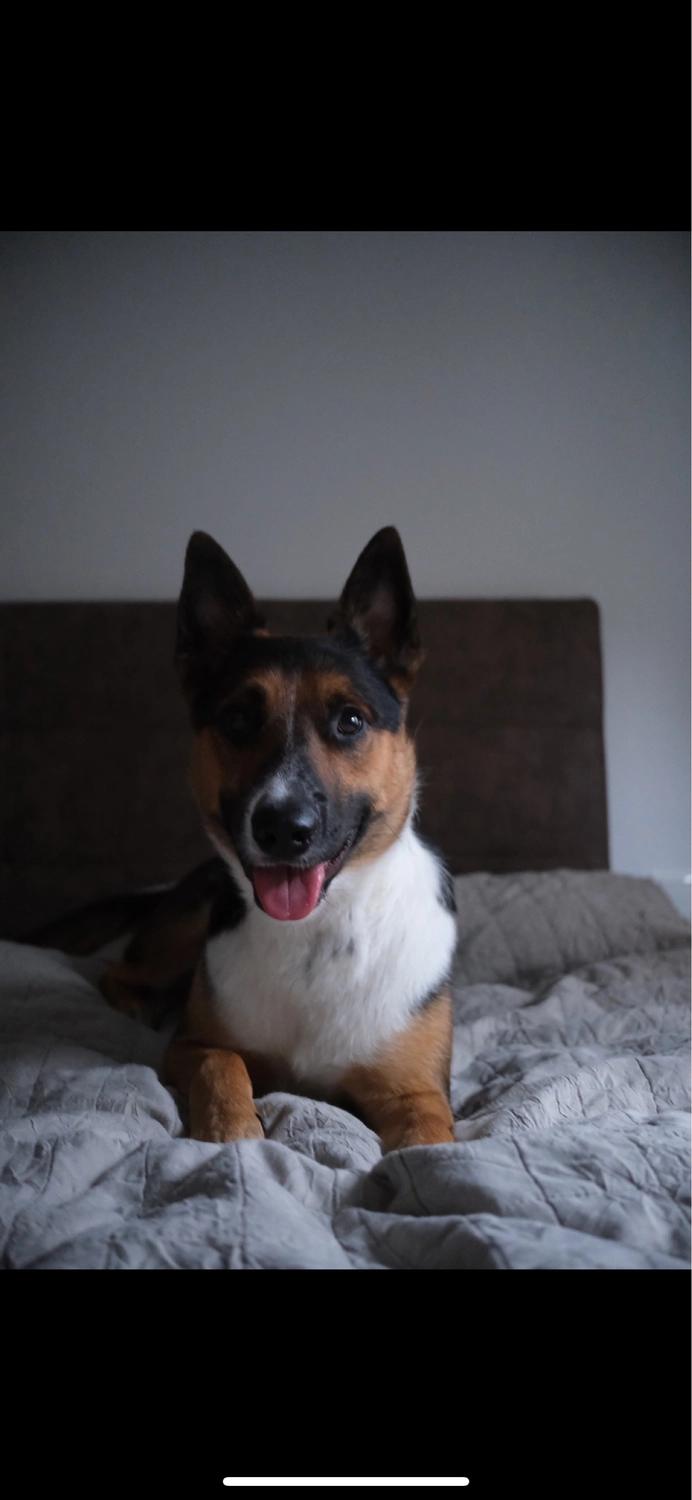 Hund von Tierschutzverein Pforzheim und Umgebung e.V