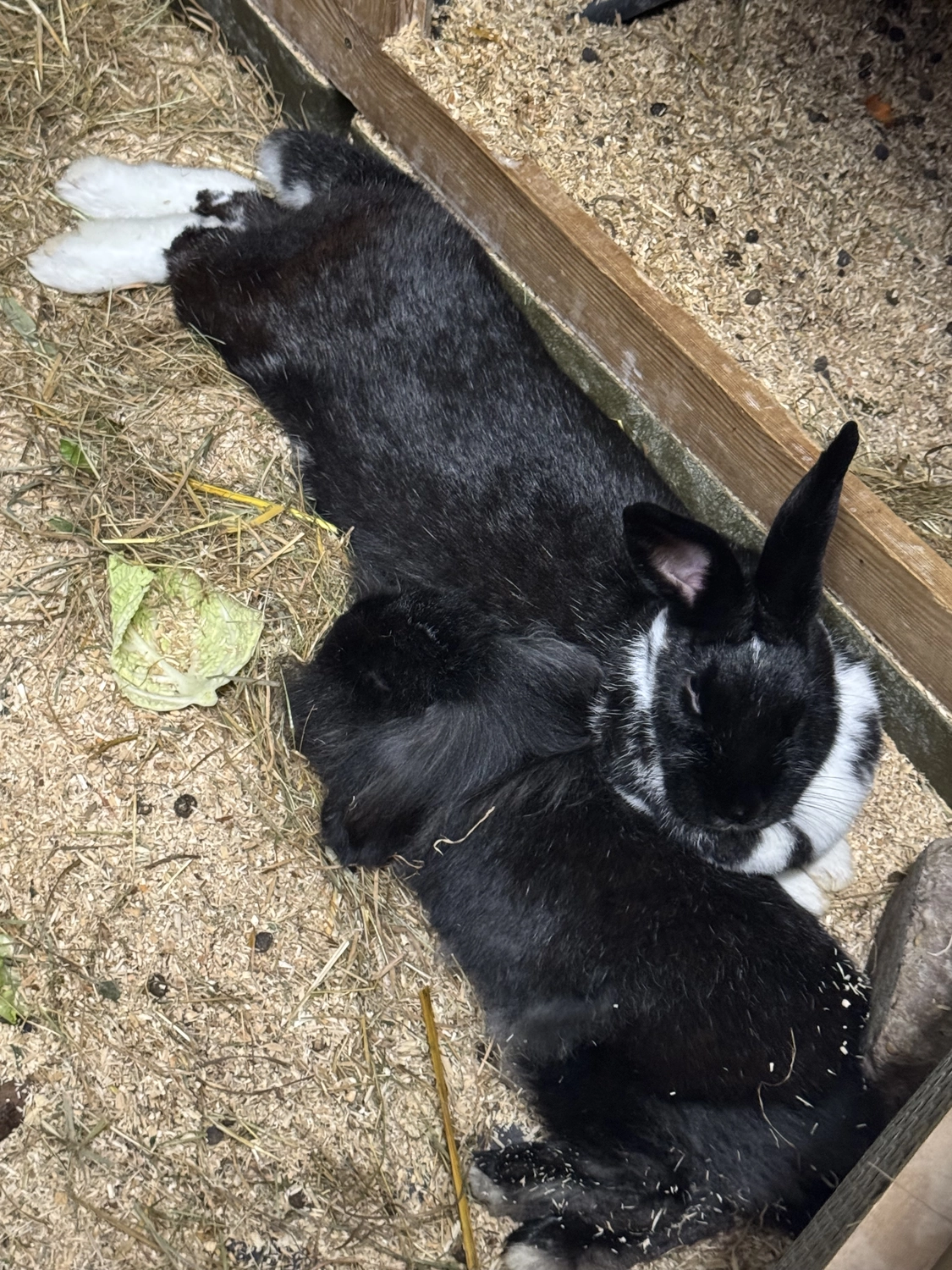 Kaninchen von Tierschutzverein Pforzheim und Umgebung e.V