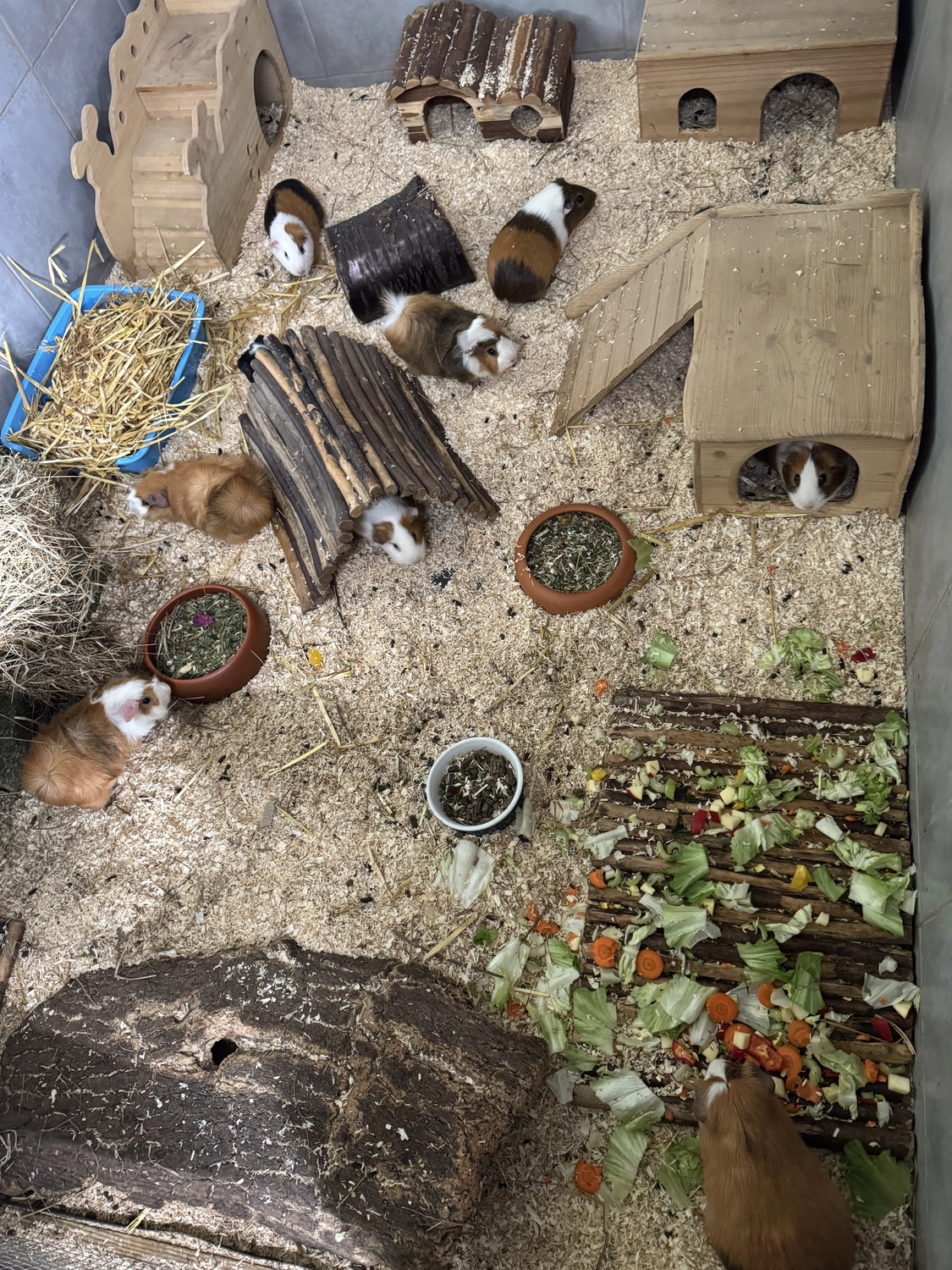 Kaninchen von Tierschutzverein Pforzheim und Umgebung e.V