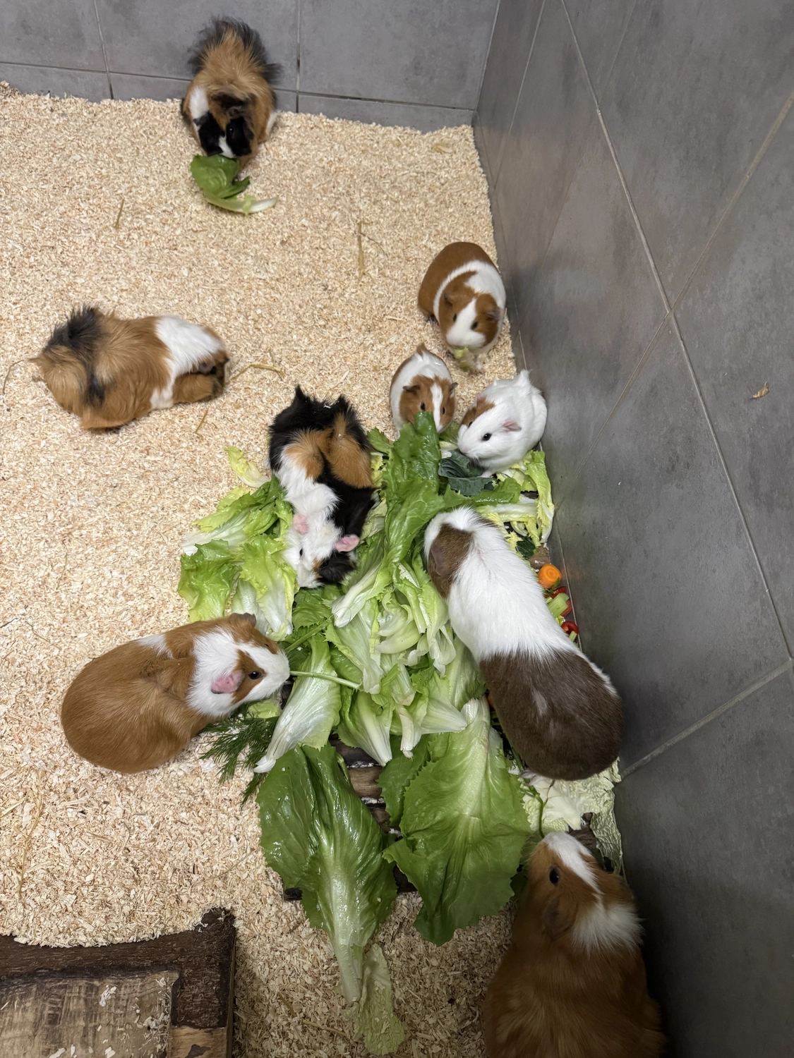 Kaninchen von Tierschutzverein Pforzheim und Umgebung e.V