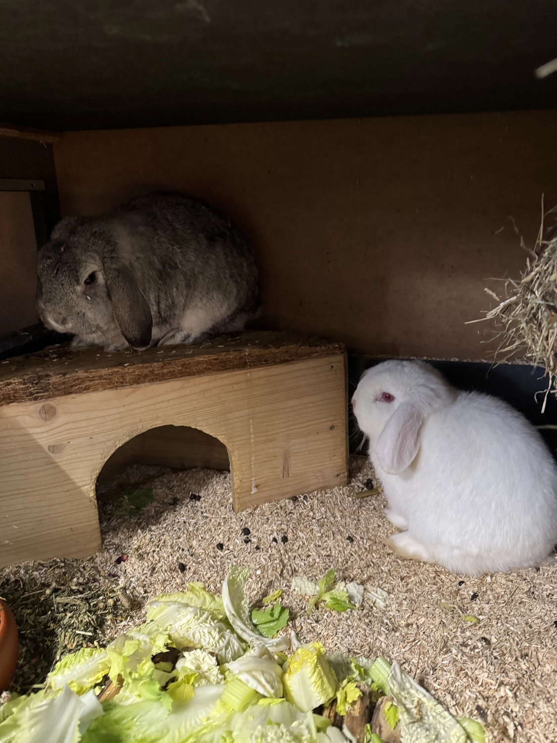 Kaninchen von Tierschutzverein Pforzheim und Umgebung e.V