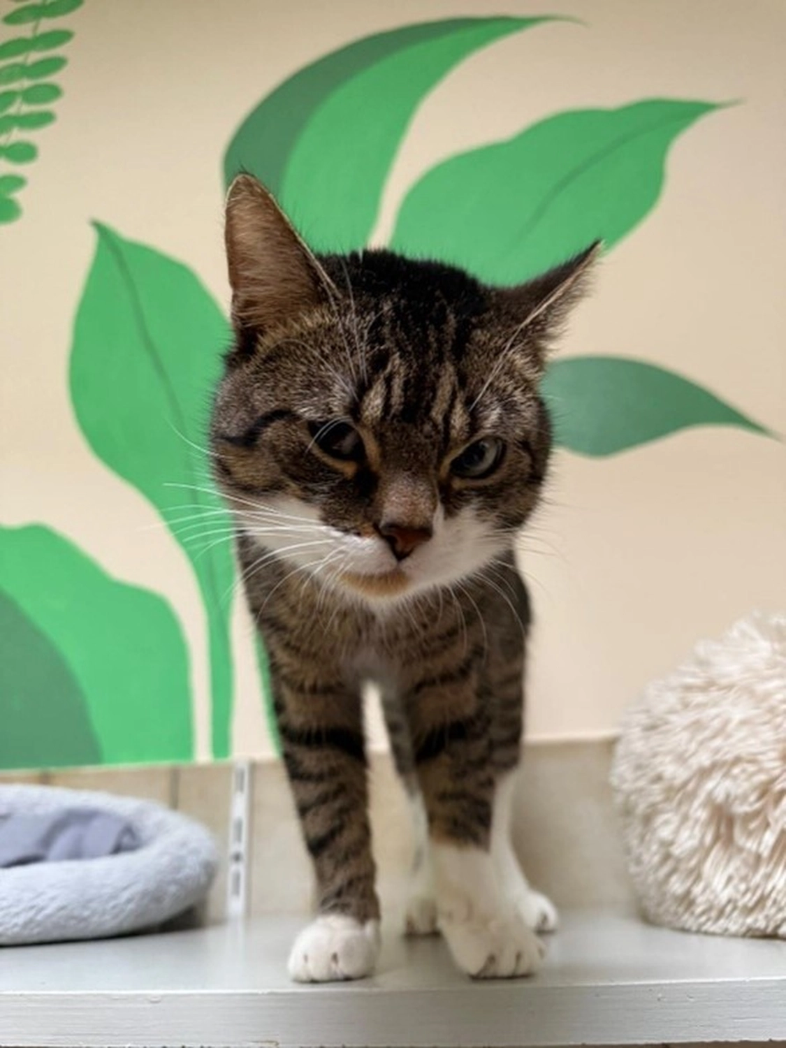 Hündinnen von Tierschutzverein Pforzheim und Umgebung e.V